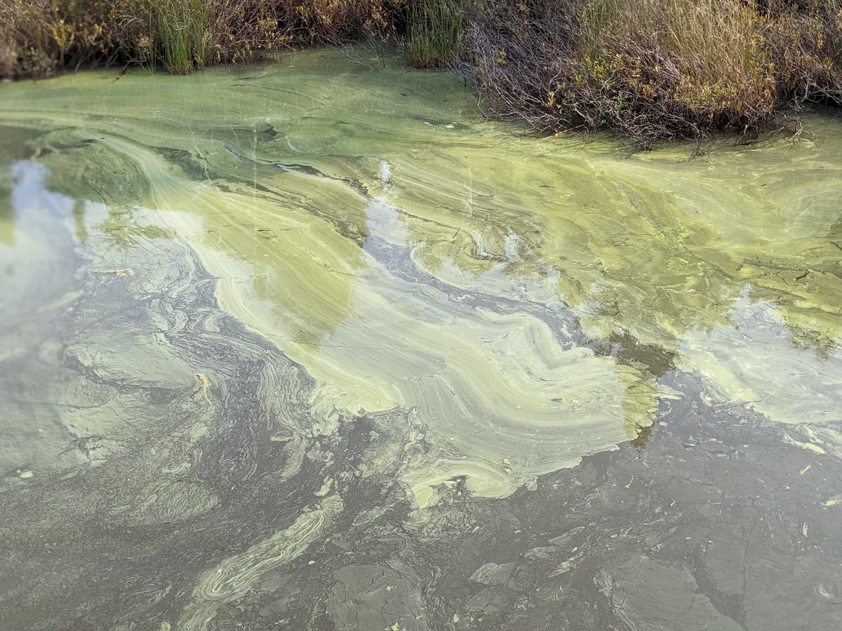 BGtheWorld's tweet photo. Great weekend in the Adirondacks to be on the water, but everyone should be on the lookout for algal blooms. Found these yesterday on Barnum Pond. Some can be toxic #HAB Report to @NYSDEC and don't touch! @lakechamp @ALALakeAlliance @ADK_Watershed https://t.co/NNOKcm20wp