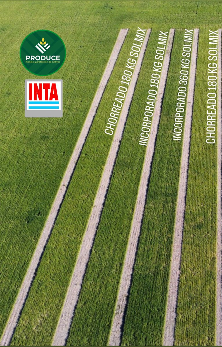 Produceagro1's tweet photo. Como aplicamos UAN en #trigo22?
☆ Chorreado VS. Incorporado 
☆ Dosis diferentes.
Junto @INTAMsJuarez https://t.co/s9uihpD5PH