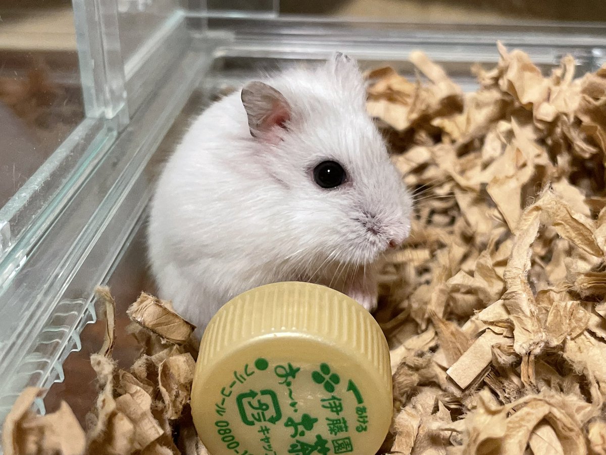 hlUutqn1jmsFbvW's tweet photo. A hamster living in a poisonous mushroom毒キノコに住むハムスター🍄#さくらちゃん🌸 #CherryBlo... https://t.co/IdVE8jxfhC @YouTubeより https://t.co/3ZU69B3yD9
