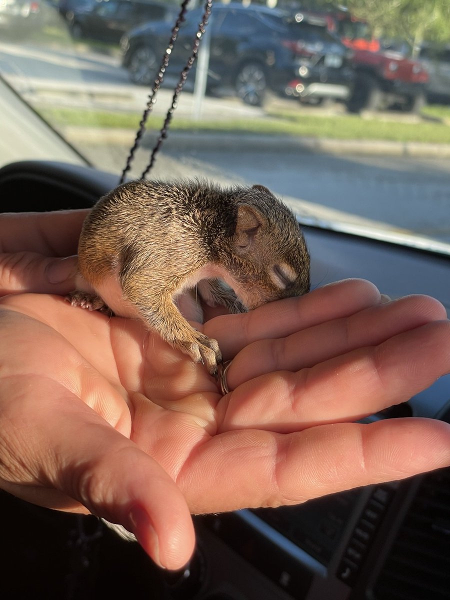 MrsMathe22's tweet photo. Have you ever had a baby squirrel come through morning car line? 😜 @WilkinsonSCS https://t.co/csdcANbmQe