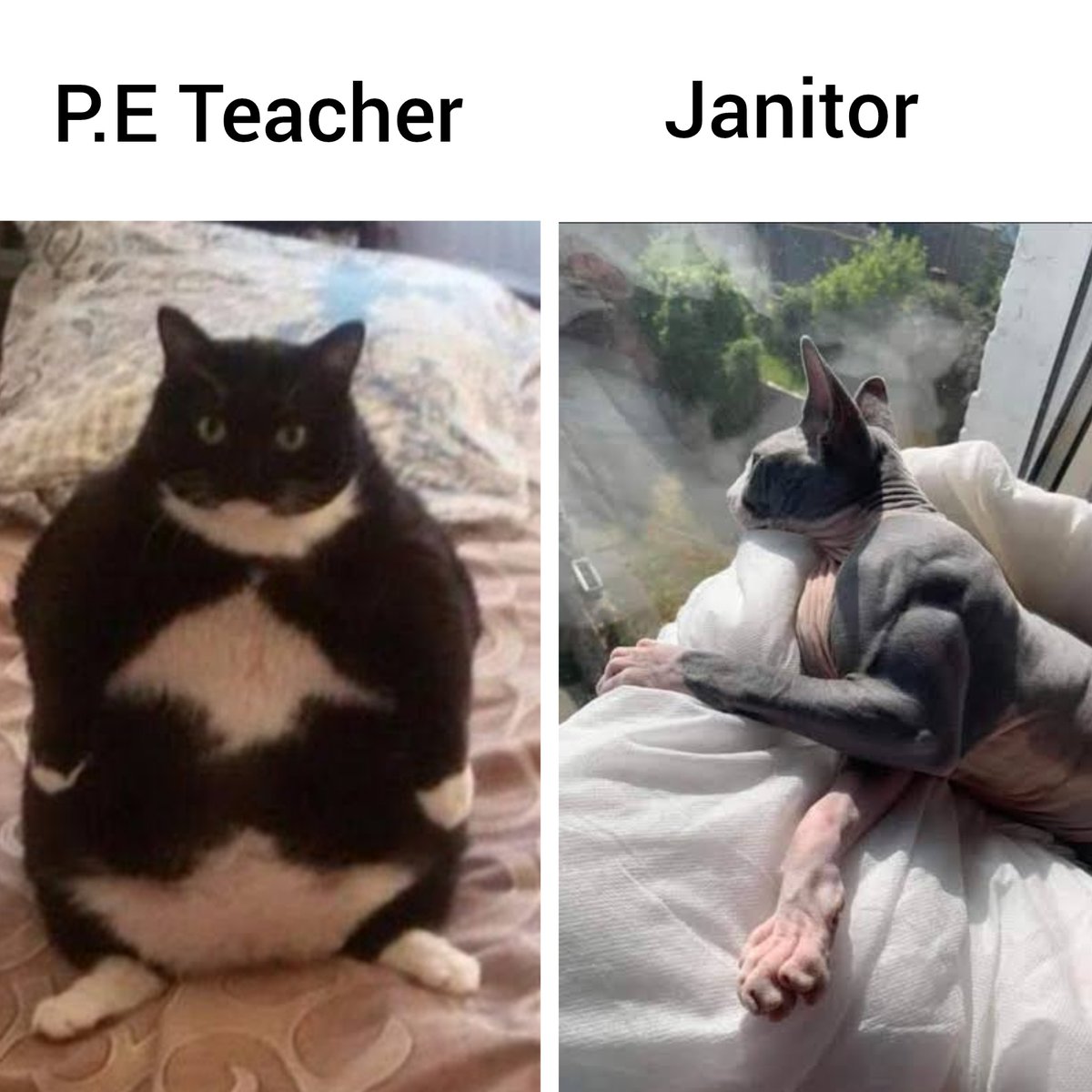 myunclesmemes's tweet photo. the physical education teacher https://t.co/qeqxQ3visX