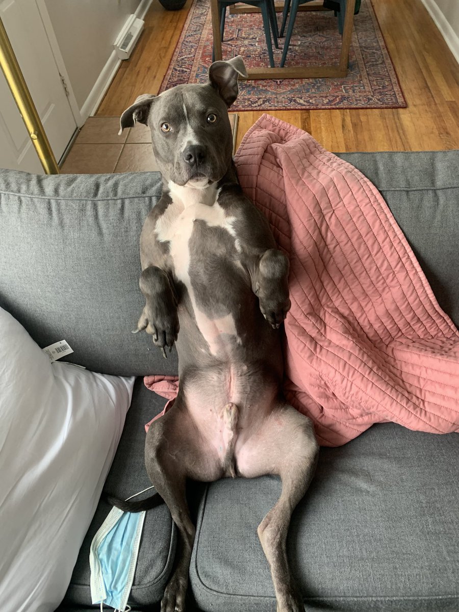 steve lippmann tweet media