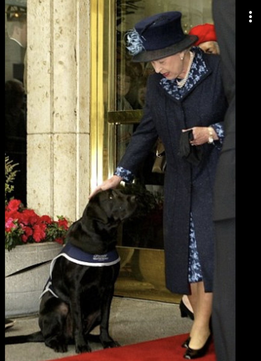 Yazzy Hospital Therapy Dog tweet media