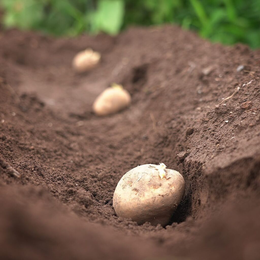 じゃがいも種芋 Twitter Search Twitter