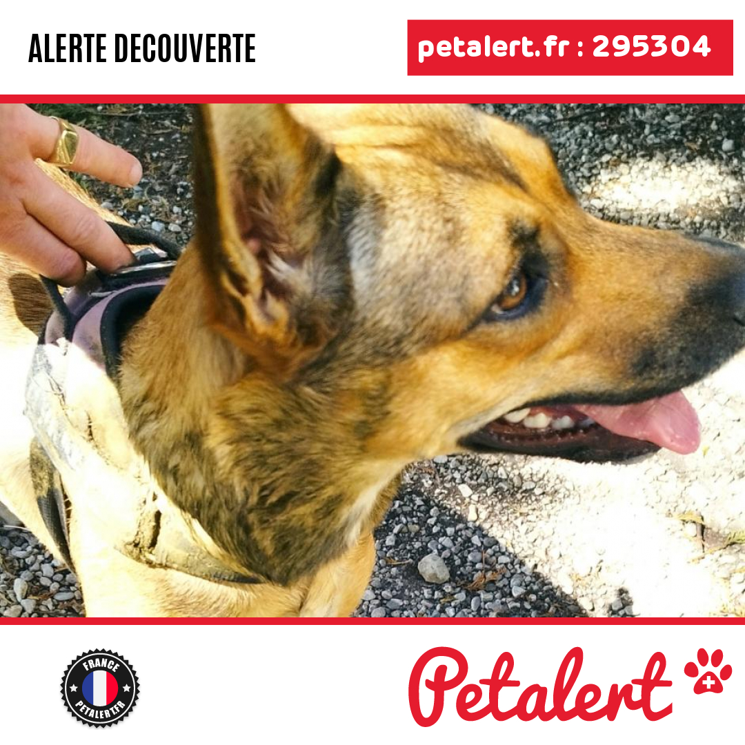 petalert_france's tweet photo. Trouvé #Chien #Isere #Claix #Petalert #PetAlert38 / https://t.co/2MX0V7m8Ox https://t.co/5srwR1VRIa