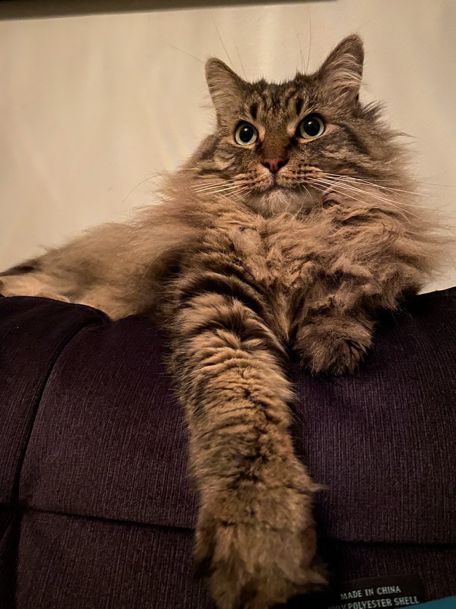 TammyDavis709's tweet photo. You must do my every bidding mi’lady. #Caturday #HelloNewman #CatsOfTwitter https://t.co/FeEXBa55VR