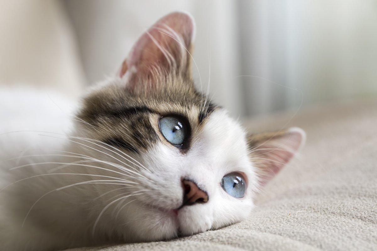 Cats' eyes are some of the most amazing on this planet! Maintaining your cat’s eye health is incredibly important. Click the link to learn how to identify the symptoms of cat eye inflammation. prettylitter.com/blog/how-to-ca…