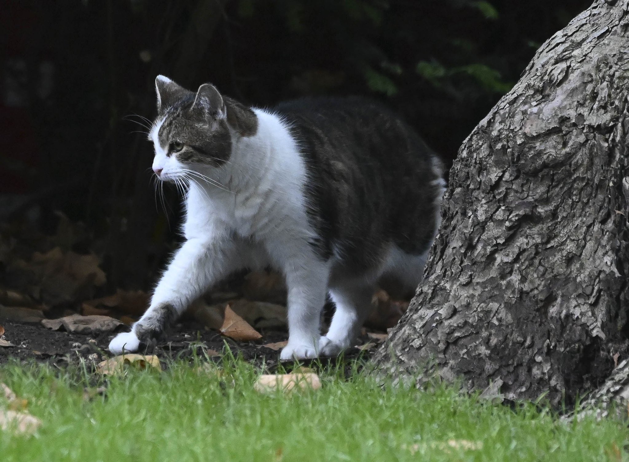 Larry the Cat on Twitter "My good friend PoliticalPics snapped me