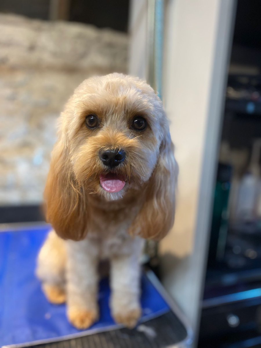 Sandelsonjo's tweet photo. Proud to be half Cavalier King Charles today #cavapoo https://t.co/LRxrpuTOh3