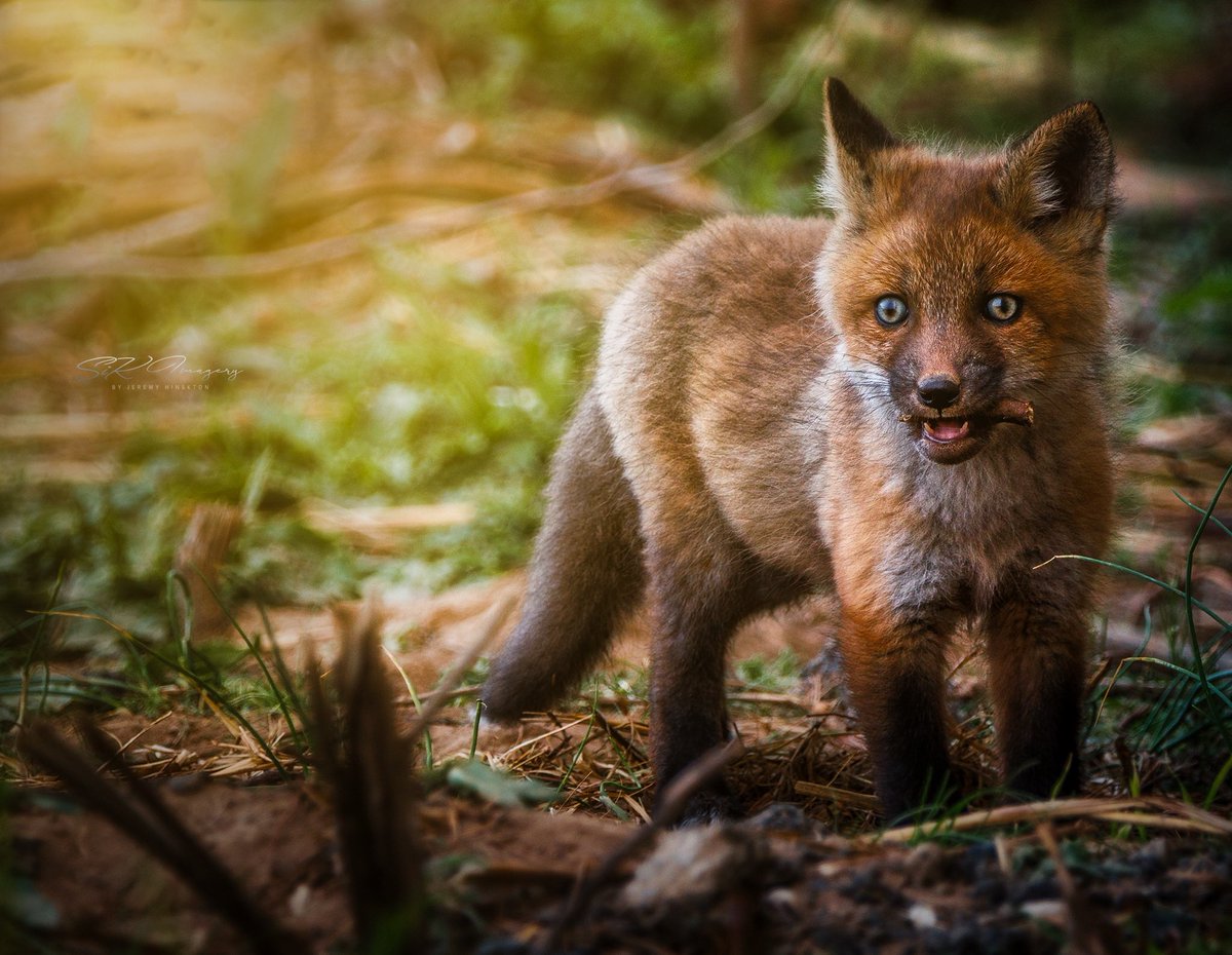 SiKImagery's tweet photo. @NiftyB_ One of my favorite #wildlife shots is this cute little #redfoxkit. Had a blast shooting these guys!
Shout out to @CharityMatheson for tagging me. https://t.co/fOJko6NWLU