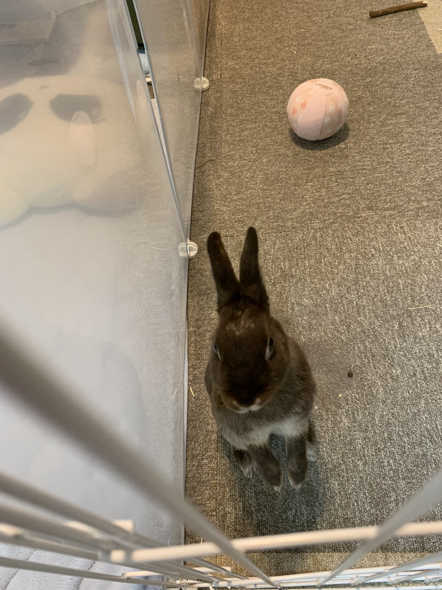 Davy 今日のウサギさん ご飯猛アピール中 うさぎのいる暮らし うさぎのいる生活 T Co Gy5sk1j6uj Twitter