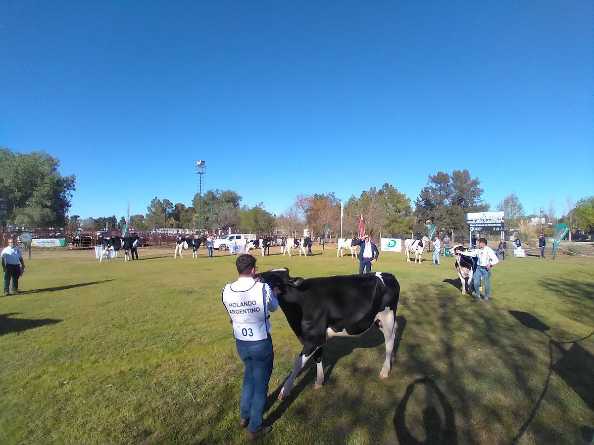 ADN_Rural's tweet photo. Arrancó la #jura #Holando en #FINACO, en el marco de la Fiesta Nacional de la #raza
Por primera vez un #jurado de #PaísesBajos está en #Argentina y debuta en San Vicente
@ADN_Rural presente en un evento 100% lechero https://t.co/8GgSVGZHJz