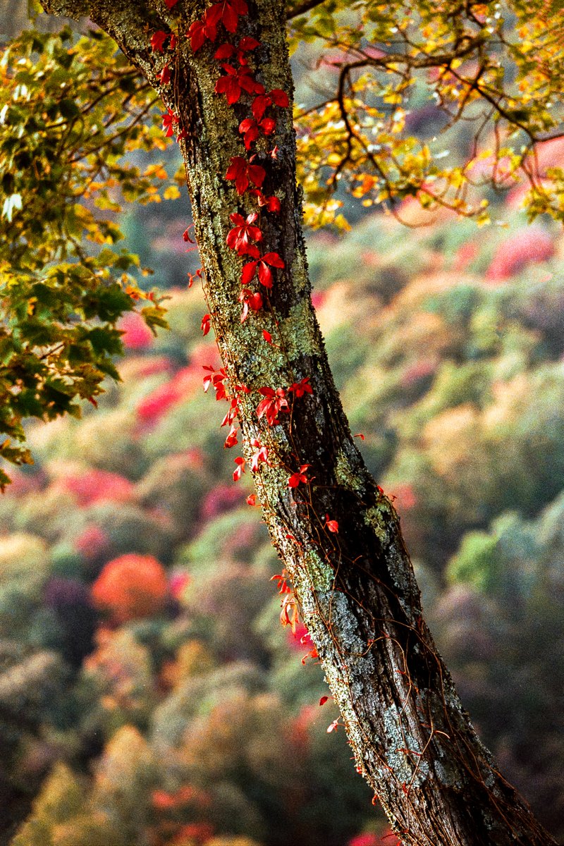 johncwingfield's tweet photo. Autumn in the Blue Ridge Mountains https://t.co/eATjbm5R5k