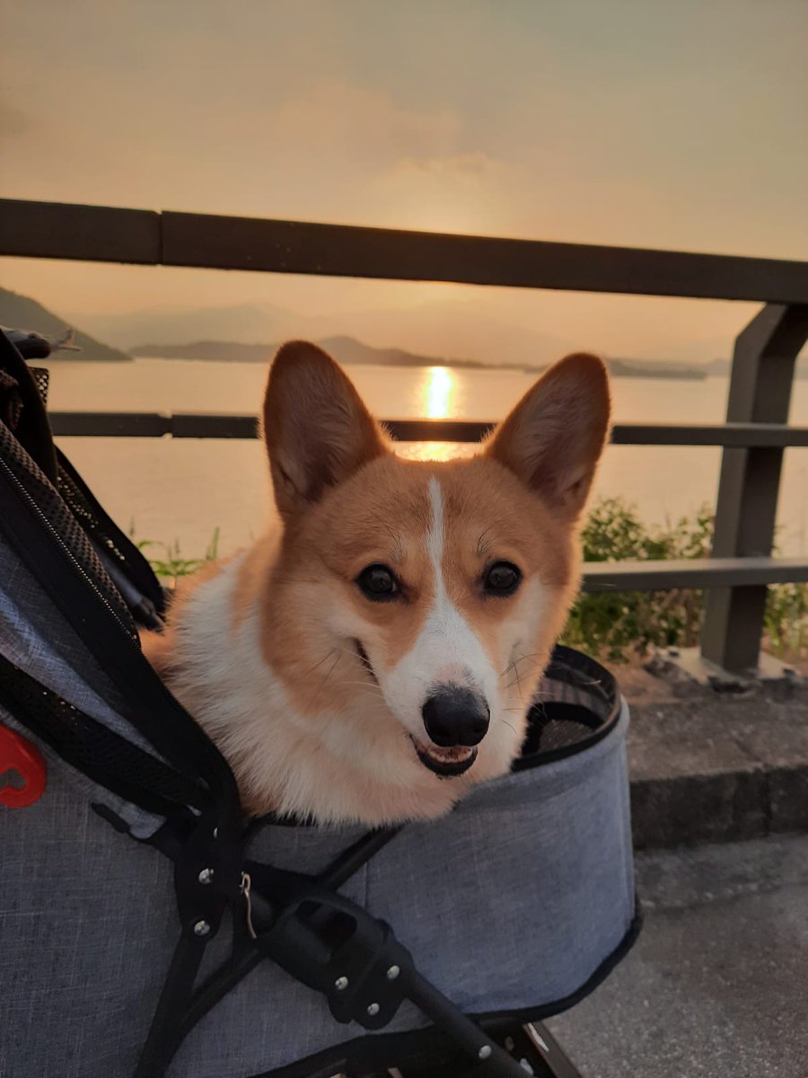 kikiwith2c1d's tweet photo. Is this my Toffee? @Queens_Corgis 🐶
#freemint now https://t.co/HPZ7MU9voY