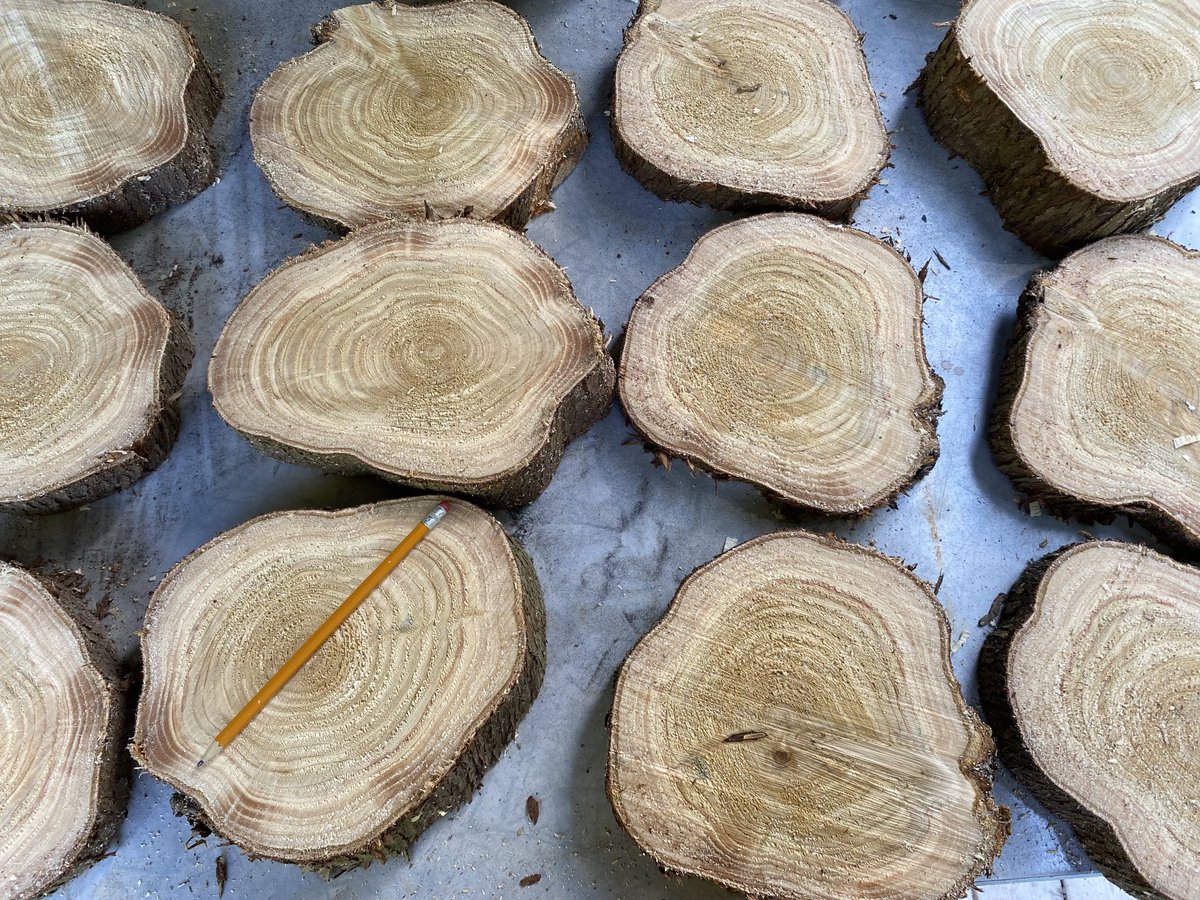 Harry Nowell tweet media