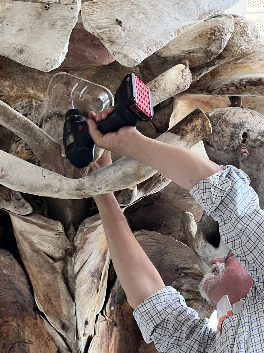 NpsStem's tweet photo. Could it be a hybridized species? Charley Potter from National Museum of Natural History, Smithsonian Institution collected bone and baleen samples today. #whalerpride #weareallwhalers https://t.co/ERZZRETtdZ