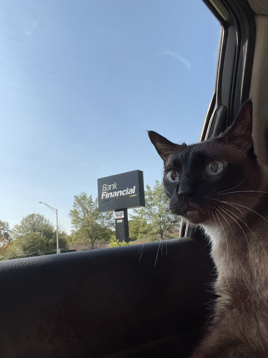 LloydApproved's tweet photo. On this #Caturday I’m thinking banking. https://t.co/pAuwwRRst8