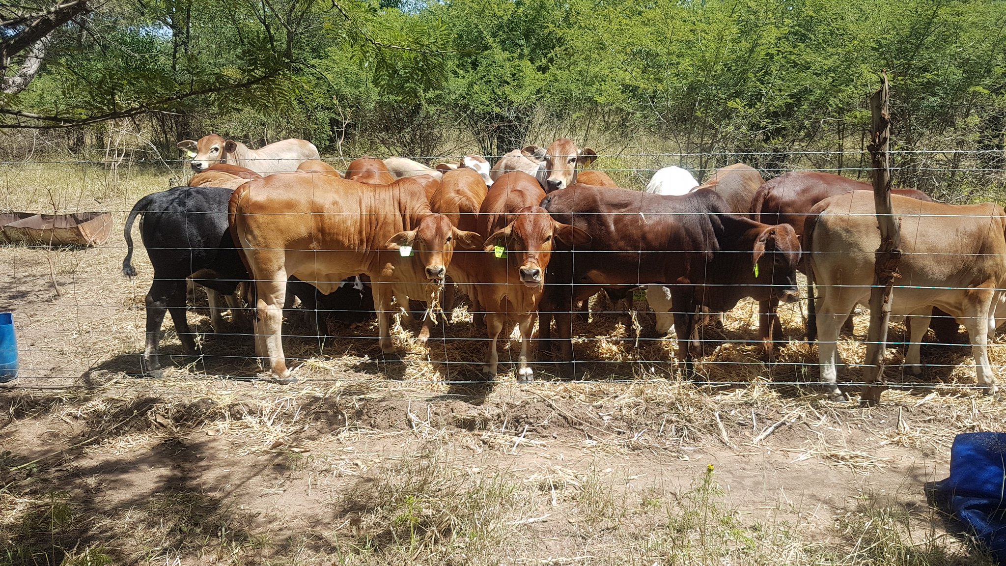 Davis Cattle Company on Twitter "Cattlemen should not stipulate a body