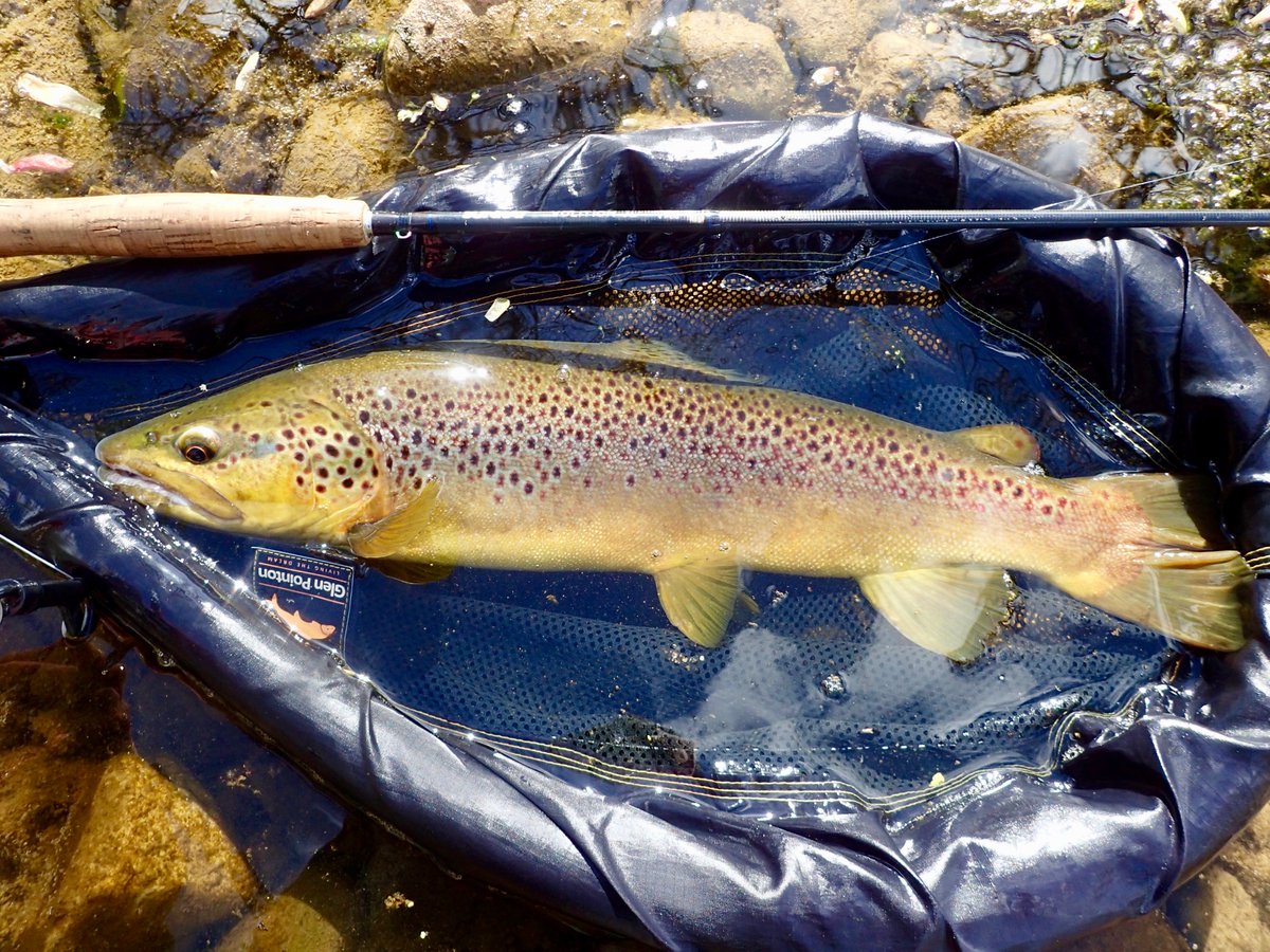 FFFTmag's tweet photo. Trophies on my doorstep. Go local to find the specimens. Full account in the October issue.

#flyfishing #specimentrout #localfishing #clubwaters #trophyfish #browntrout #grayling #trout https://t.co/mIEIwXendS