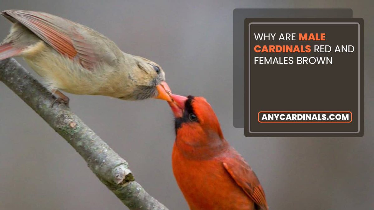 Why Are Male Cardinals Red And Females Brown?
Full answer here: anycardinals.com/why-are-male-c…

#malecardinals #femalescardinal #cardinals #anycardinals