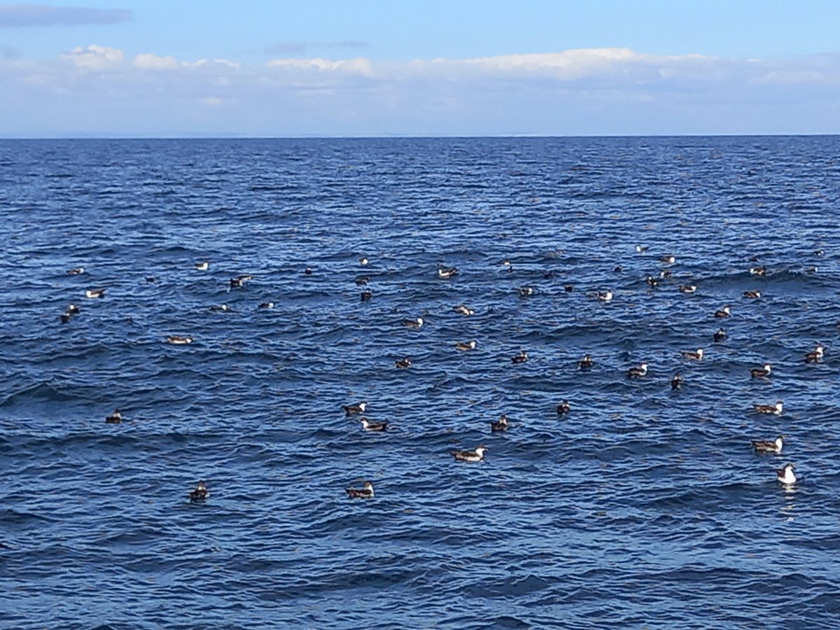 Before the real photos come out, here's one I took on my phone of a flock containing 120 of the 380(!!!!) great shearwaters on todays @ak_cruises Falmouth pelagic. Also 4 sooty, 30 bal, grey phal, 100 euro storm, bonxie, 500+ tuna(!), 2 blue shark, 1 sunfish and Common dolphins