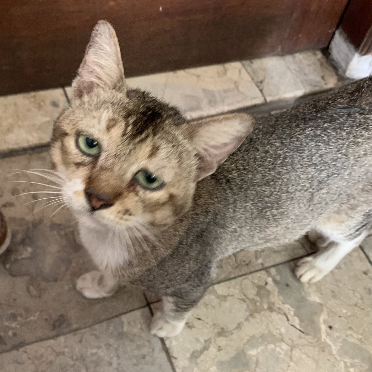 kochengfs's tweet photo. 🐈‍⬛ “guwe si mlz yh” https://t.co/OOnMV399Pe