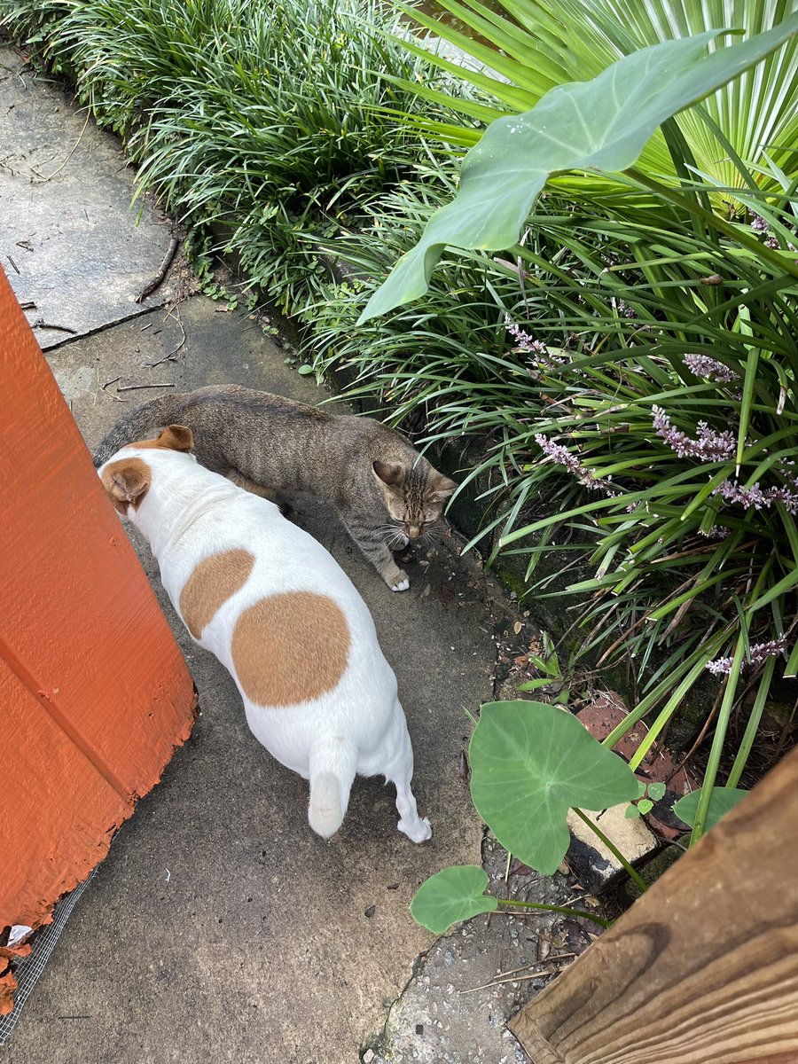 Patrick Skinner on Twitter "Of course, going through the Orangey Gate