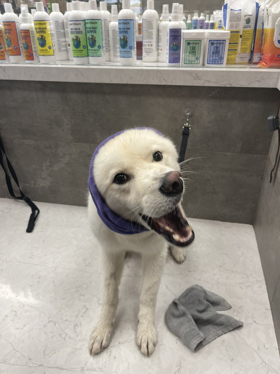 Doggie spa day