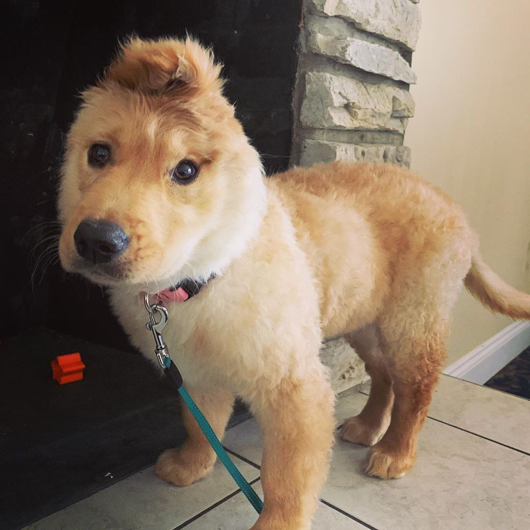 iRazasdePerros's tweet photo. Esta es Rae. Una lesión accidental al nacer la dejó con una sola oreja. A medida que crecía, esa oreja derecha migró a la parte superior de su cabeza. Ahora se ha convertido en un unicornio dorado 😬🥰❤️ https://t.co/tuTIqHZKff