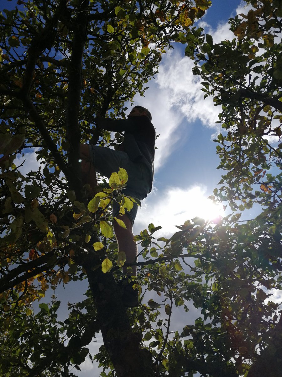 Wer denkt, in den kommenden Tagen in Randau noch Fallobst zu finden, wird enttäuscht. War heute da und habe alles Essbare aufgesammelt. Ein paar Äpfel habe ich auch frisch pflücken lassen (siehe Foto). Mehr Spots aka Streuobstwiesen via <a href="/volksstimme_md/">volksstimme.md</a>: volksstimme.de/lokal/magdebur…