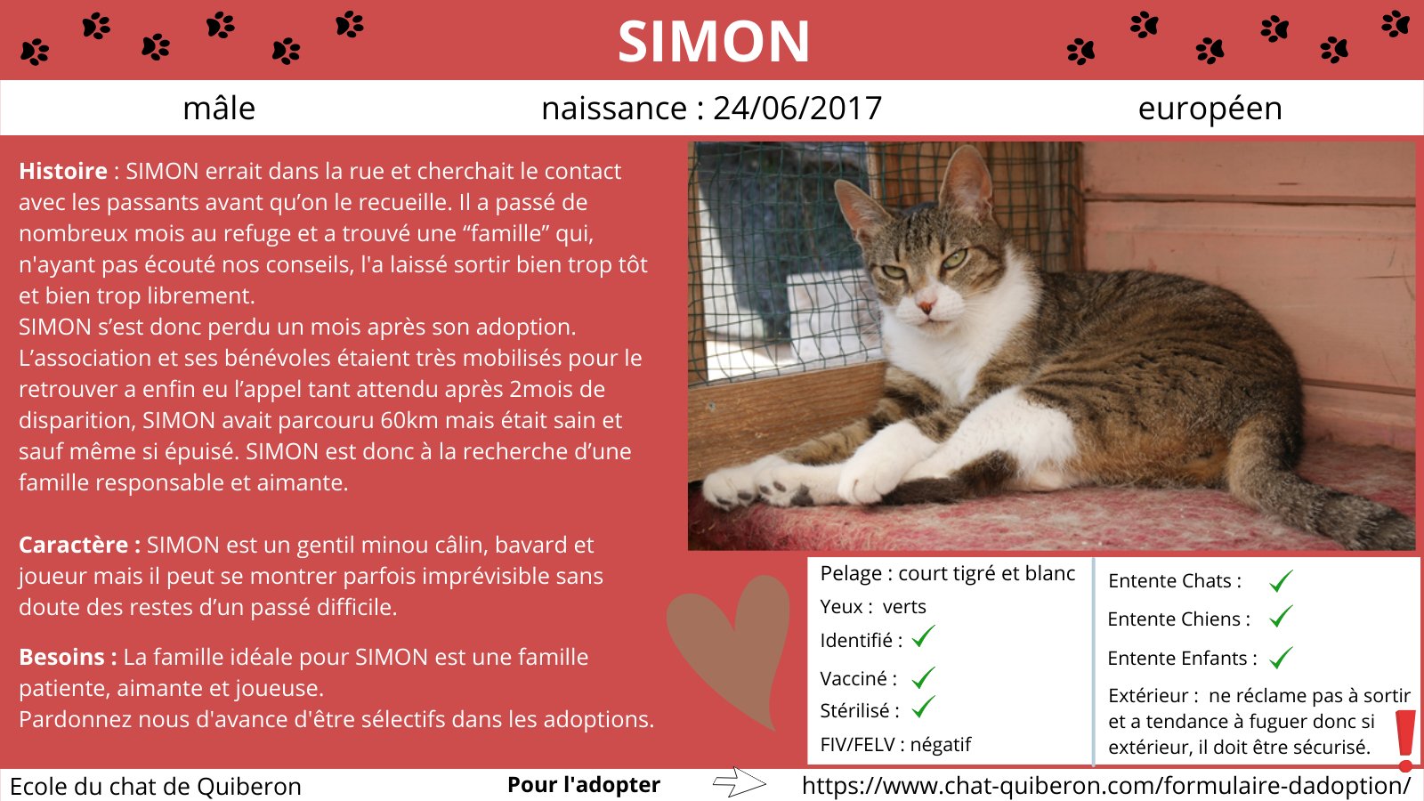 Ecole Du Chat De Quiberon Chatquiberon Twitter