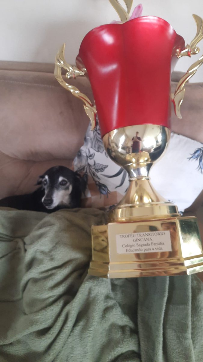 Bruninho tweet media