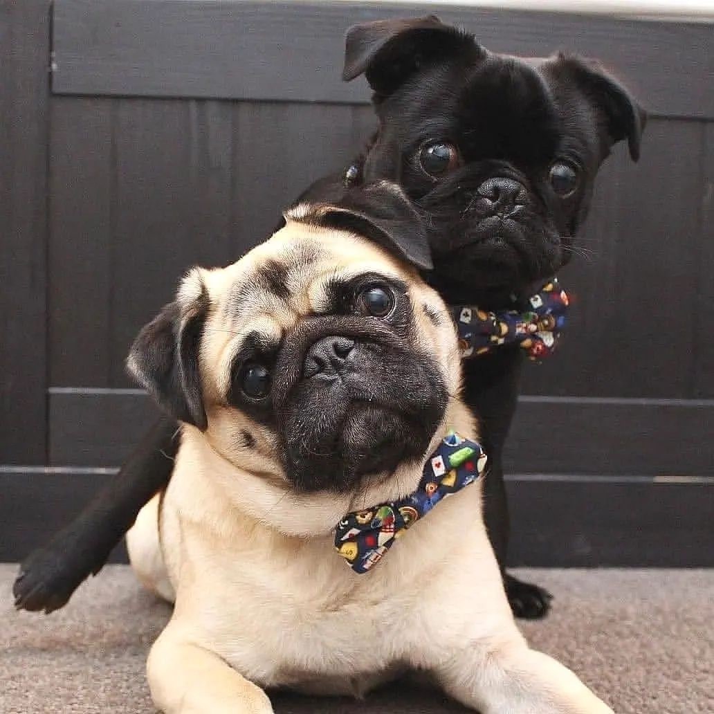 Pug Lovers tweet media