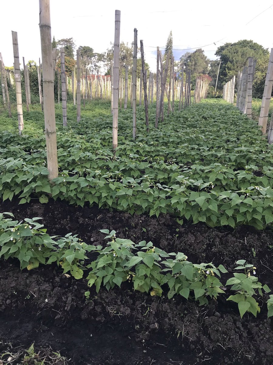 Kate Denning-James tweet media