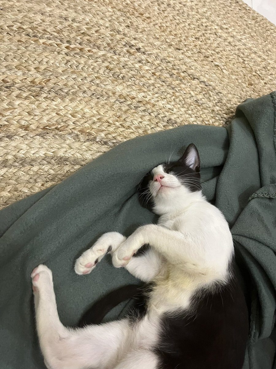 New best friend 
#CatsOfTwitter #cats #kitten #newkitten #felinelove #sleepingcat #sleepingkitten