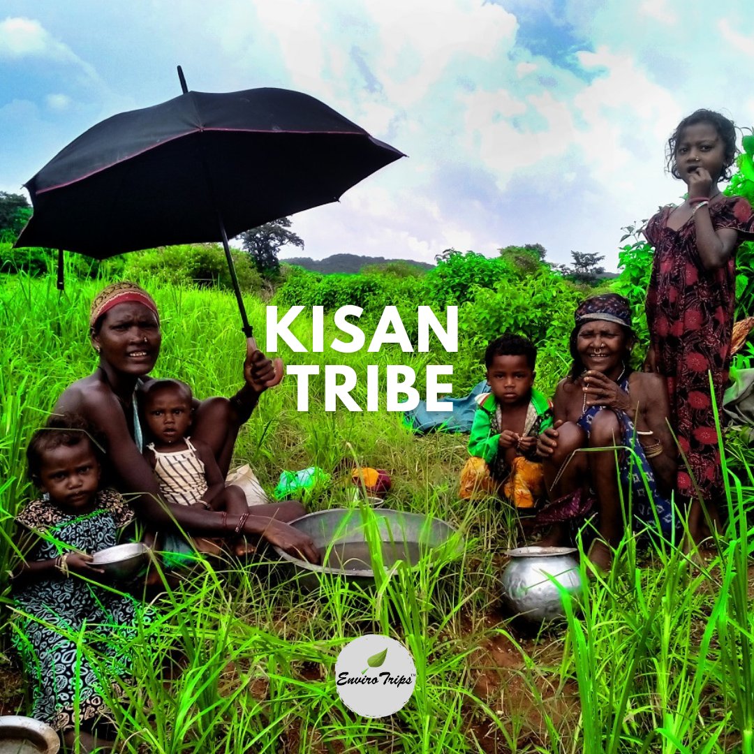 ENVIRO_TRIPS's tweet photo. KISAN TRIBE:

• The Kisan or nagesia are a tribal group found in Odisha, West Bengal and Jharkhand.

• They are traditional farmers and a food gathering people.

• They speak Kisan, a dialect of Kurukh, as well as Odia and Sambalpuri.

#kisan #kisanculture #kisantribe #tribe https://t.co/1SxFRhLkEP