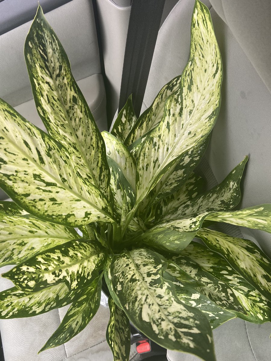 yes_its_bash's tweet image. My new plant baby, how gorgeous is she!

#plants #plantsoftwitter #plantsarelife #dieffenbachia