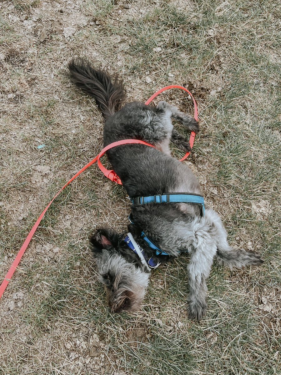 SixtyMileSmile's tweet photo. Guess who's going to take a bath as soon as we get home! #sheeppoo https://t.co/bf7Tai6rBF