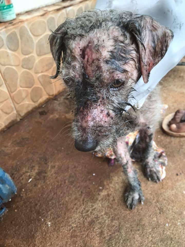 bar_kella's tweet photo. Amigos, les presento a Fredito. Quemado y golpeado en San Andrés. Hoy está listo para vivir con una familia. El amor siempre triunfa 🖤 #OneLove @andreanimalidad @DanielSamperO @ContoAlejandra https://t.co/S4JHprr4uX