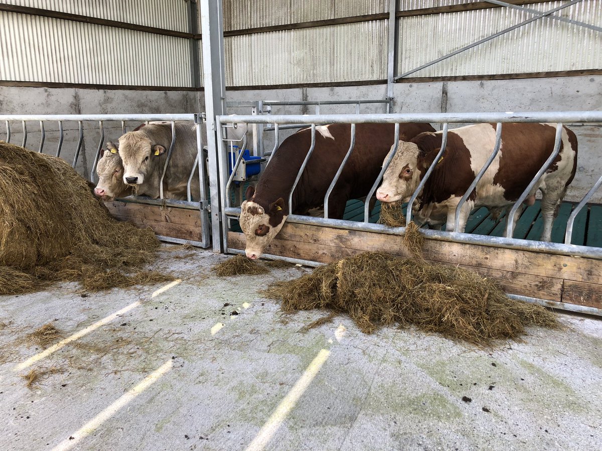 Romagnola Cattle tweet media