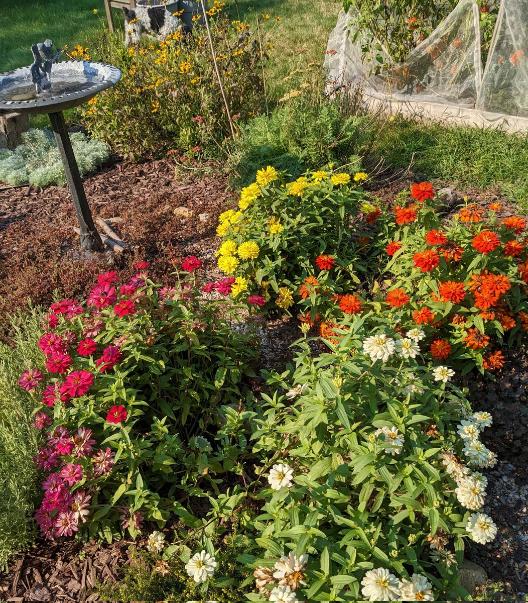 Glad to be home amidst the flowers and a few tomatoes. Long week filled with good colleagues but there is no place like home.