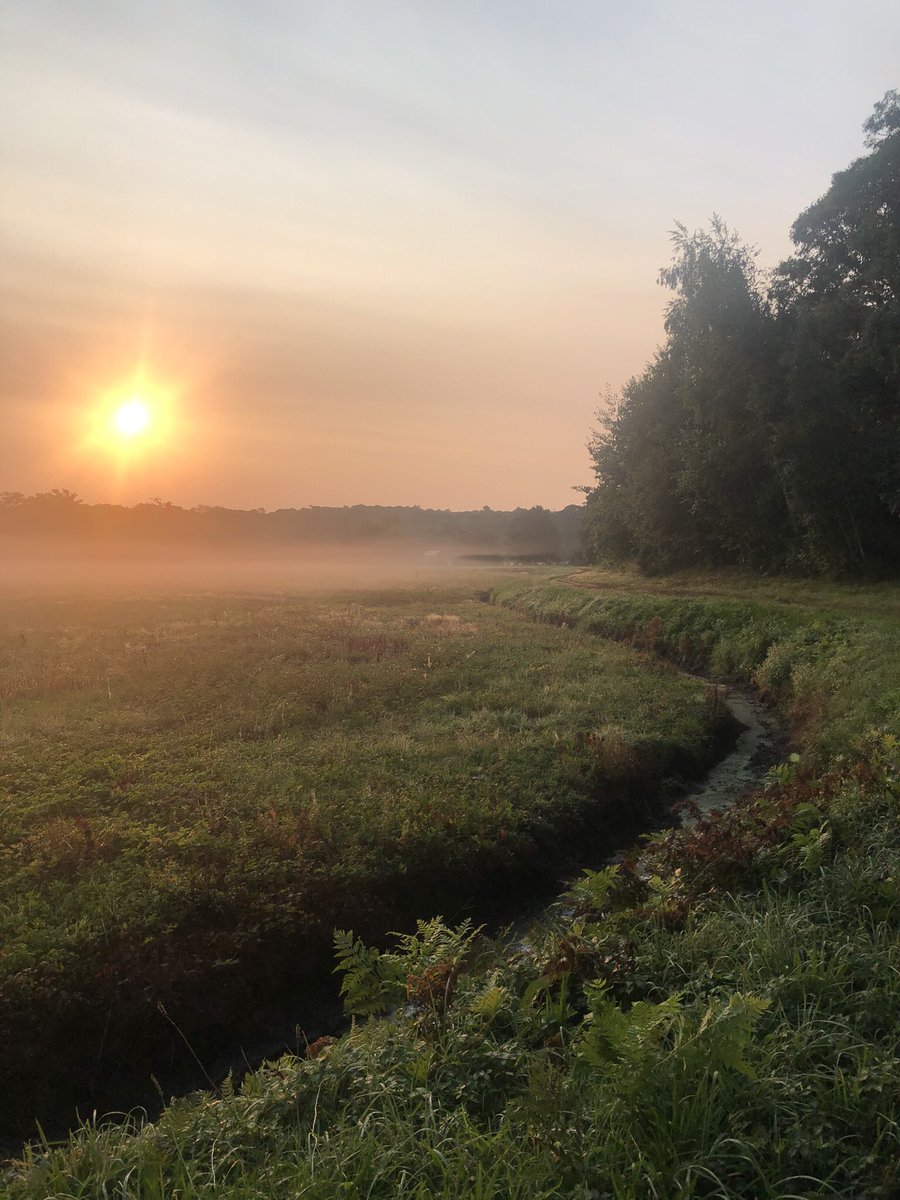 Sun rising over a foggy cranberry bog on Falmouth’s Wing Pond. #WCVB #falmouth #CapeCod