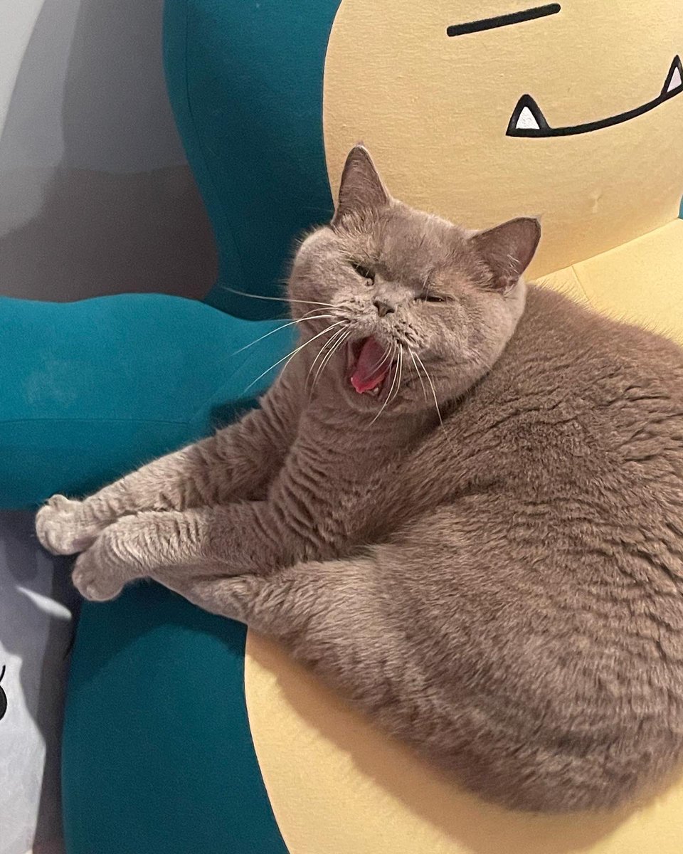 LOUISE BORDEAUX on Twitter: "MY CAT IS PERFECT MY CAT IS PERFECT"