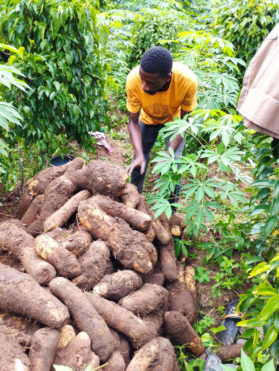 How my ASUU strike is going.
Planted: January 
Harvest: September 
Blessing in disguise is the ASUU strike.
#EndASUUStrike #ASUUstrike
#QueenElizabeth #UjuAnya #Obidatti023 #Obidients