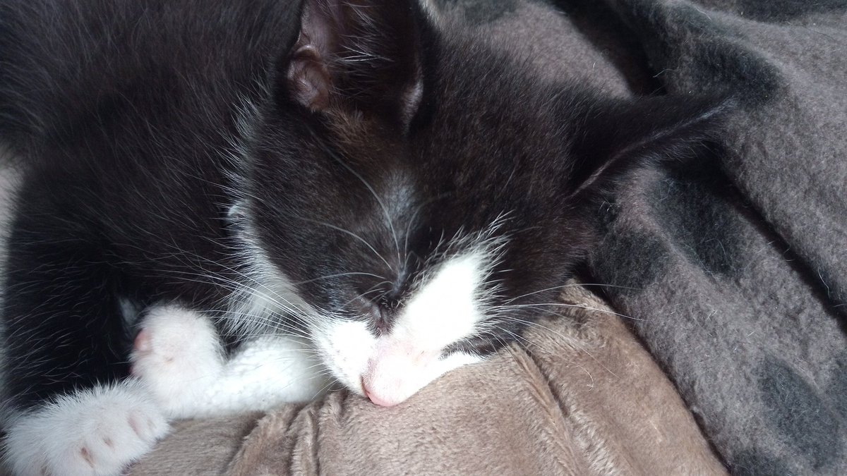 Merideth Freiheit tweet media