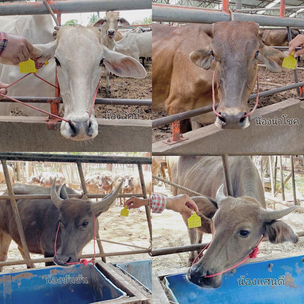 ˙⁠❥ 𝐉𝐟𝐅𝐚𝐡 ✿ tweet media