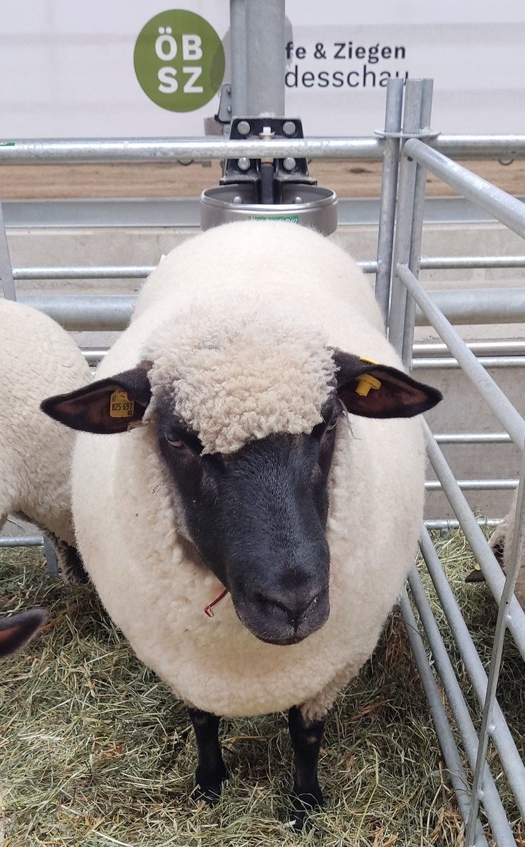 styrian_anna's tweet image. Einen Tag lang die Tierart wechseln - #sheepcontent 🐑 auf der Bundesschau für Schafe 😍
An meinen Schaf-Kommunikationsfähigkeiten muss ich offenbar noch arbeiten, so viele große Blicke wie ich bekommen hab 😅