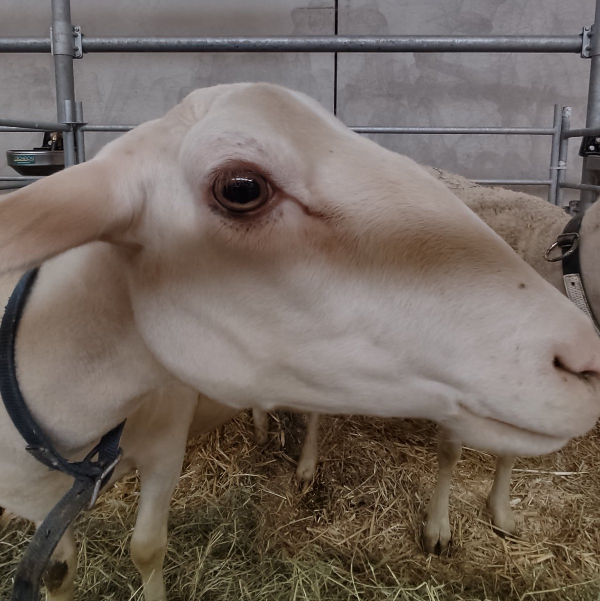 styrian_anna's tweet image. Einen Tag lang die Tierart wechseln - #sheepcontent 🐑 auf der Bundesschau für Schafe 😍
An meinen Schaf-Kommunikationsfähigkeiten muss ich offenbar noch arbeiten, so viele große Blicke wie ich bekommen hab 😅