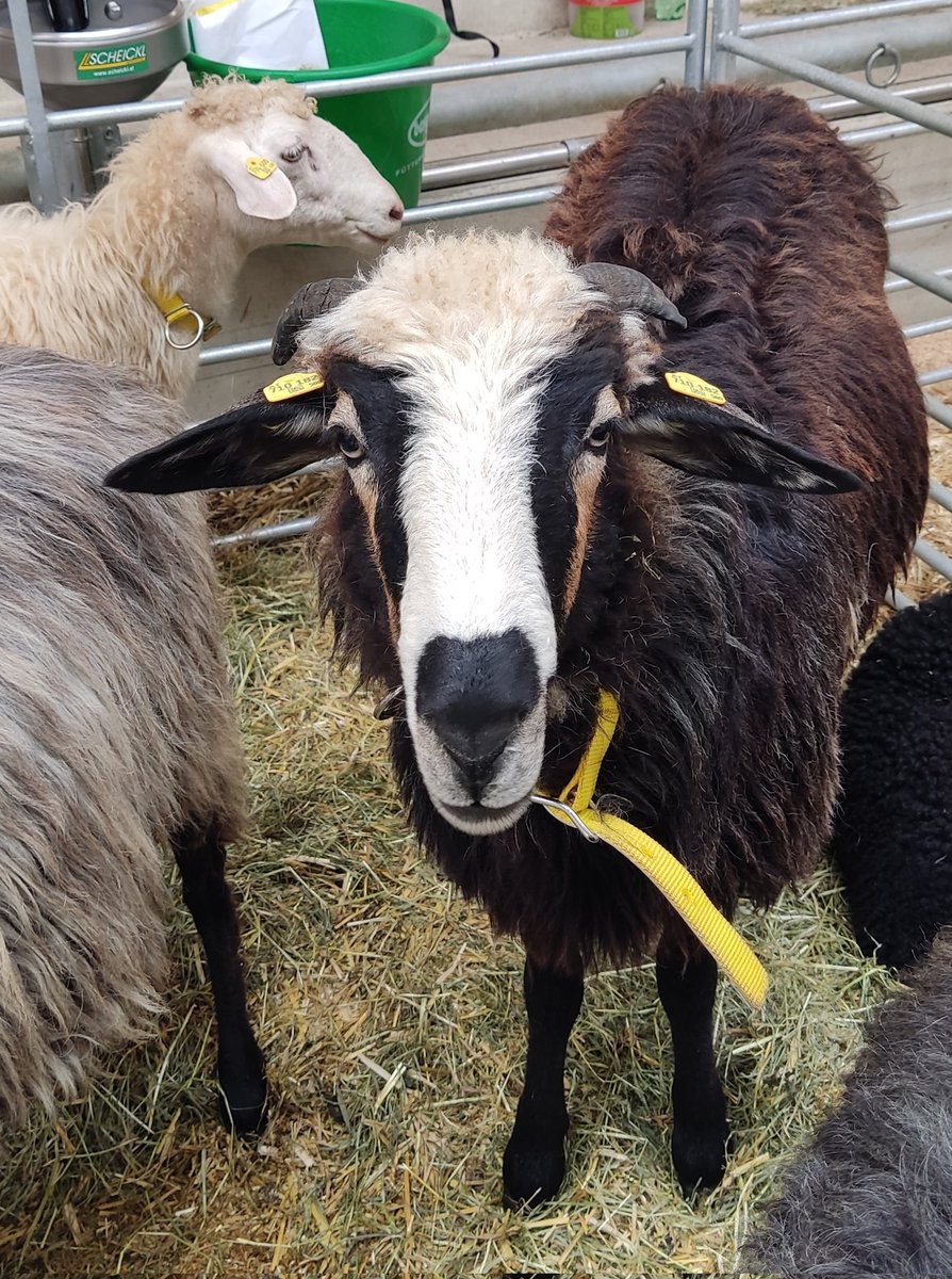 styrian_anna's tweet image. Einen Tag lang die Tierart wechseln - #sheepcontent 🐑 auf der Bundesschau für Schafe 😍
An meinen Schaf-Kommunikationsfähigkeiten muss ich offenbar noch arbeiten, so viele große Blicke wie ich bekommen hab 😅