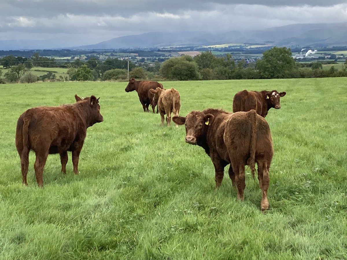 rather_addison's tweet photo. Lincoln reds over the Eden valley https://t.co/WvokToH15X